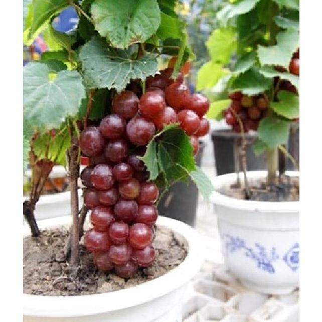 Hạt giống nho lùn Pháp KNS3445 - Gói 10 hạt