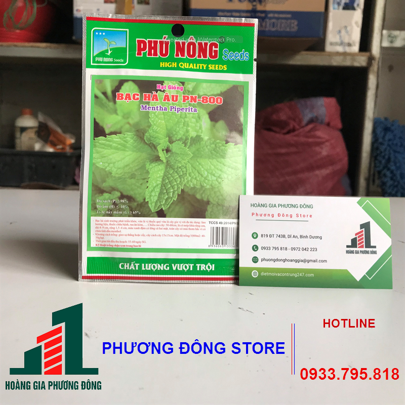 Combo 5-10 gói hạt giống Bạc hà âu sinh trưởng tốt