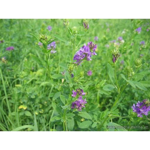Hạt cỏ chăn nuôi ALFALFA Linh Lăng - Cỏ Họ Đậu