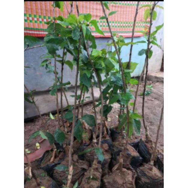 Cherry Mỹ Nhiệt Đới (Cao 90cm)