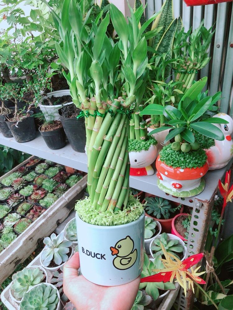 Chậu Trúc Phát Tài