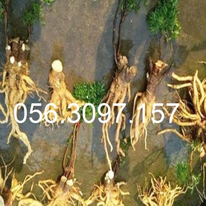 Combo 5 cây đinh lăng + Tặng 01 cây dâu da đất ( bòn bon)