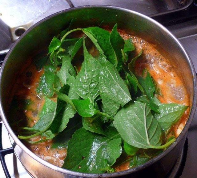 Hạt giống bạc hà cây Thái Lan