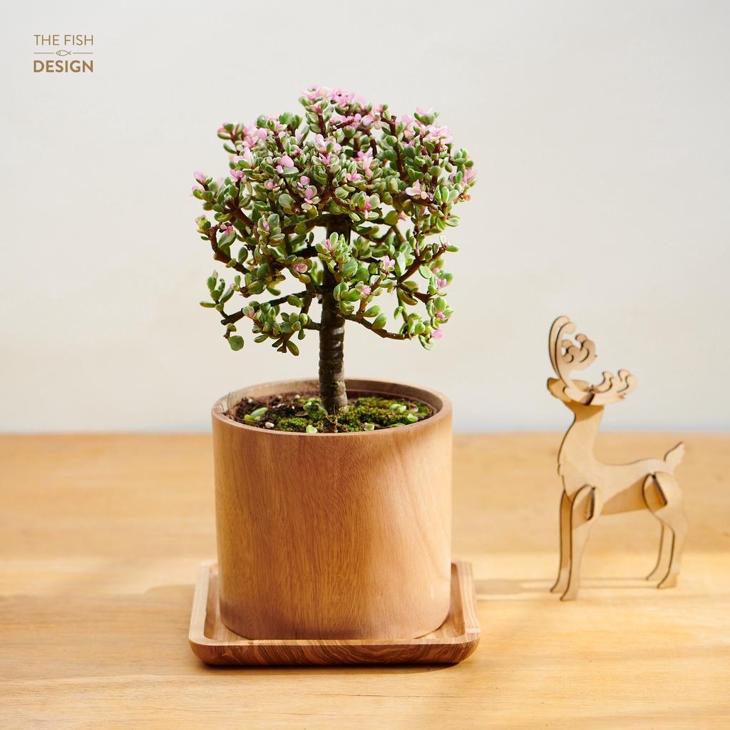 Chậu cây sen đô la hồng bonsai ( cây khuy áo bonsai ) | THE FISH DESIGN SIZE L (trang trí trong nhà, để bàn làm việc