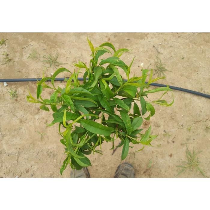 CÂY GIỐNG ĐÀO BÁT TIÊN SIÊU QUẢ SIÊU NĂNG SUẤT- CAM KÊT GIỐNG CHUẨN F1