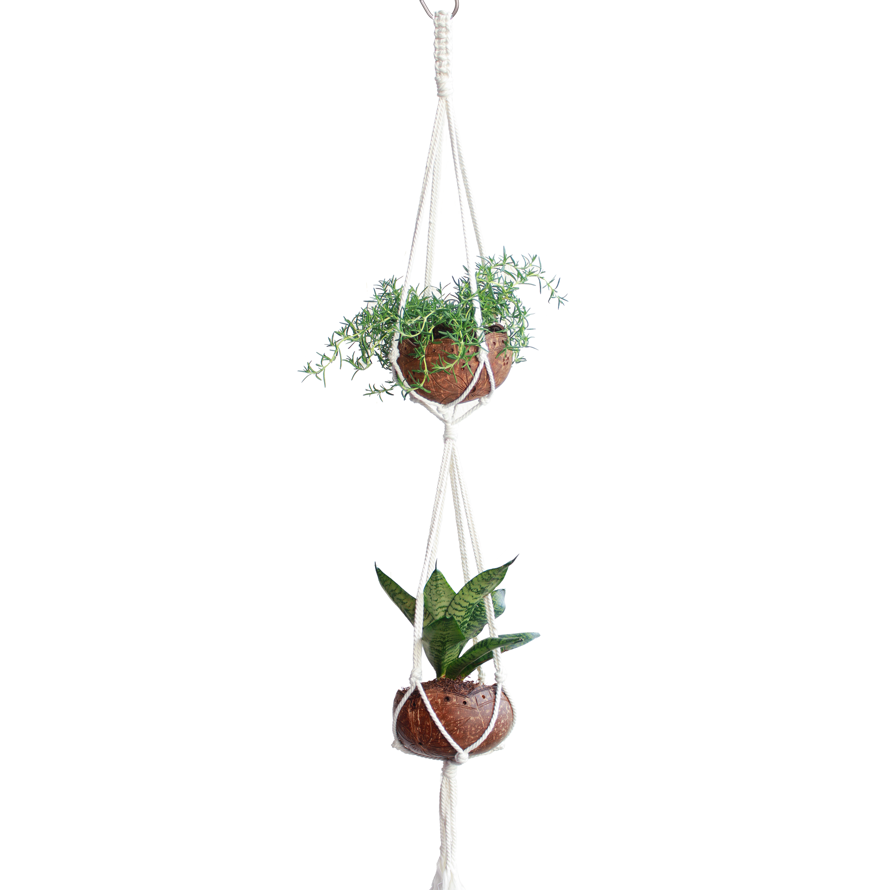 MycoGREEN - Bộ Chậu Gáo Dừa khắc kiểu + Dây treo chậu cây Macrame
