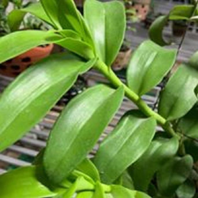 Hoa lan 5ct phủ trì