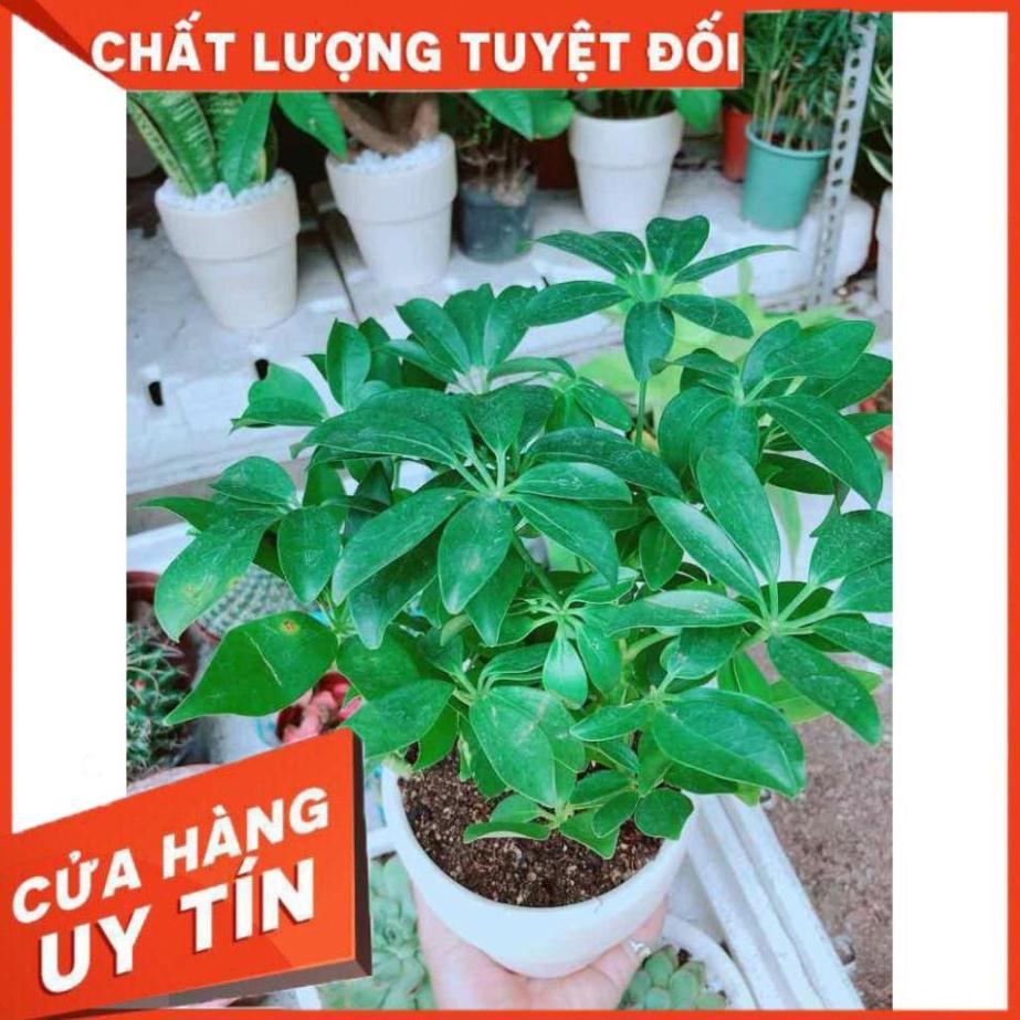 Chậu ngũ gia bì Nhiều Người Mua