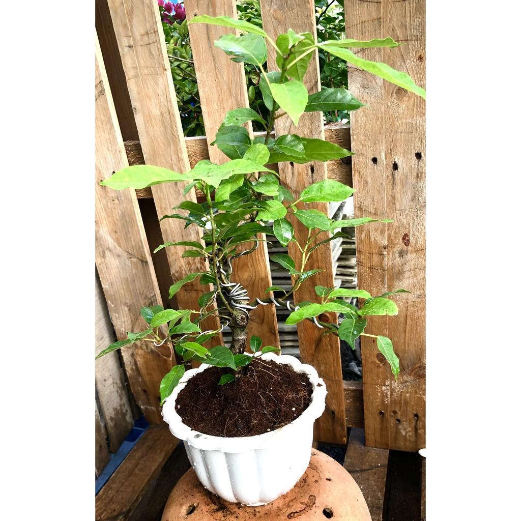 Chậu Bonsai cây sung trái xanh