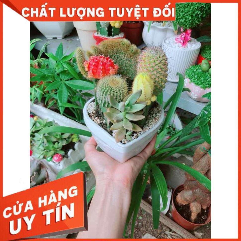 Chậu xương rồng tiểu cảnh Nhiều Người Mua