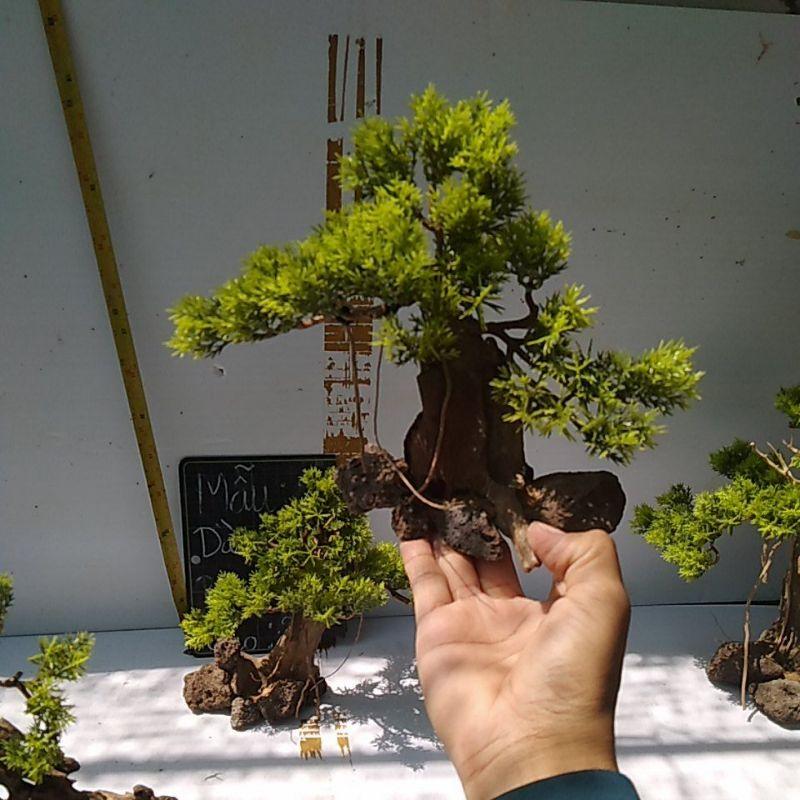 Bónai bể cá cảnh- bonsai hồ thủy sinh