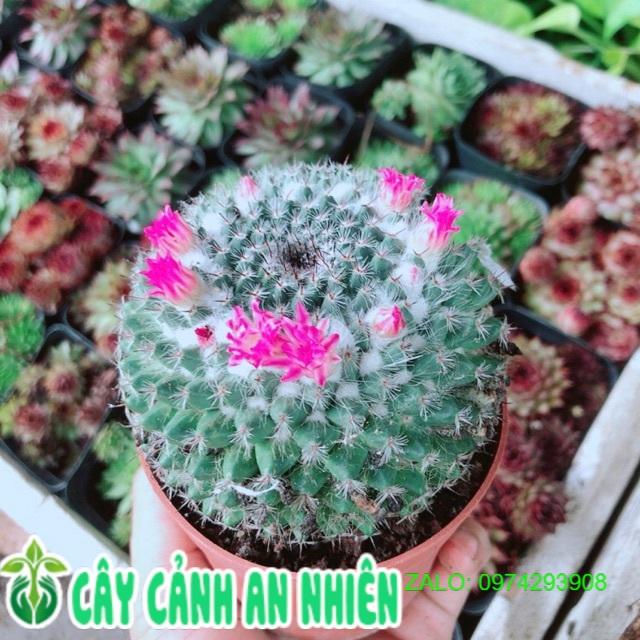 Cây Xương Rồng Nở Bông