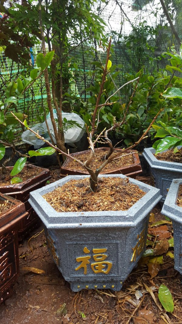 Khuôn đúc chậu cảnh lục giác 25 khuôn có lòng trong