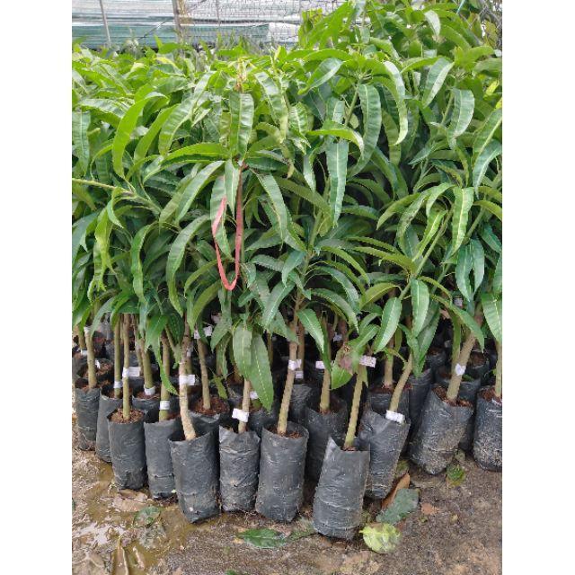 Cây giống xoài cát chu cao lãnh