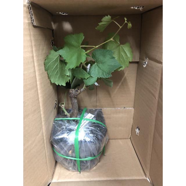 Cây Giống Nho Alden.