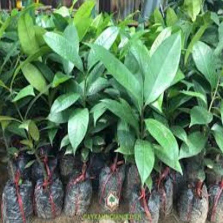 Cây giống măng cụt. Cây giống chuẩn F1 cho năng suất cao