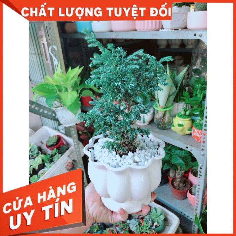 Cây Tùng Tuyết Hay Tùng Bạc Tuyết Tùng