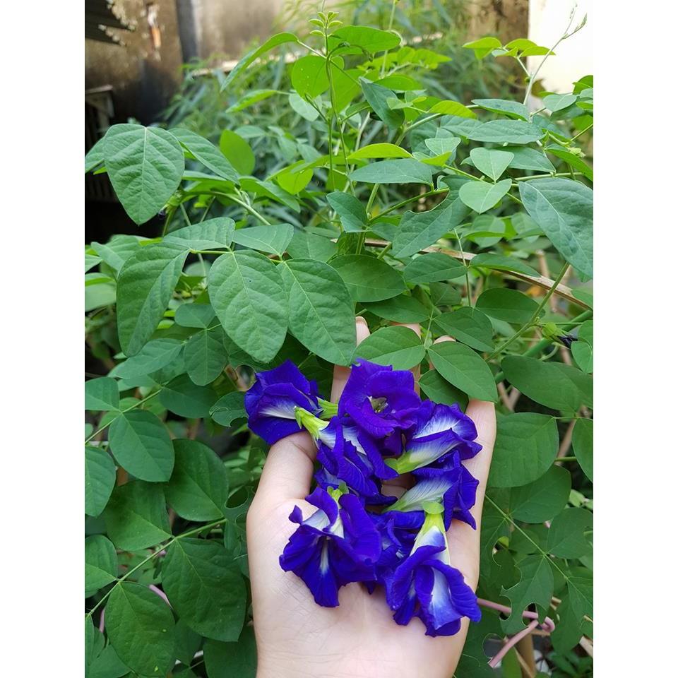 Hạt Giống Hoa Đậu Biếc Cánh Kép -