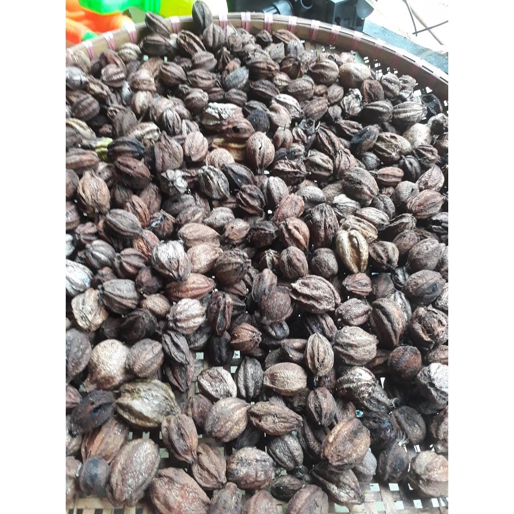 1 kg Hạt giống lộc vừng hoa đỏ