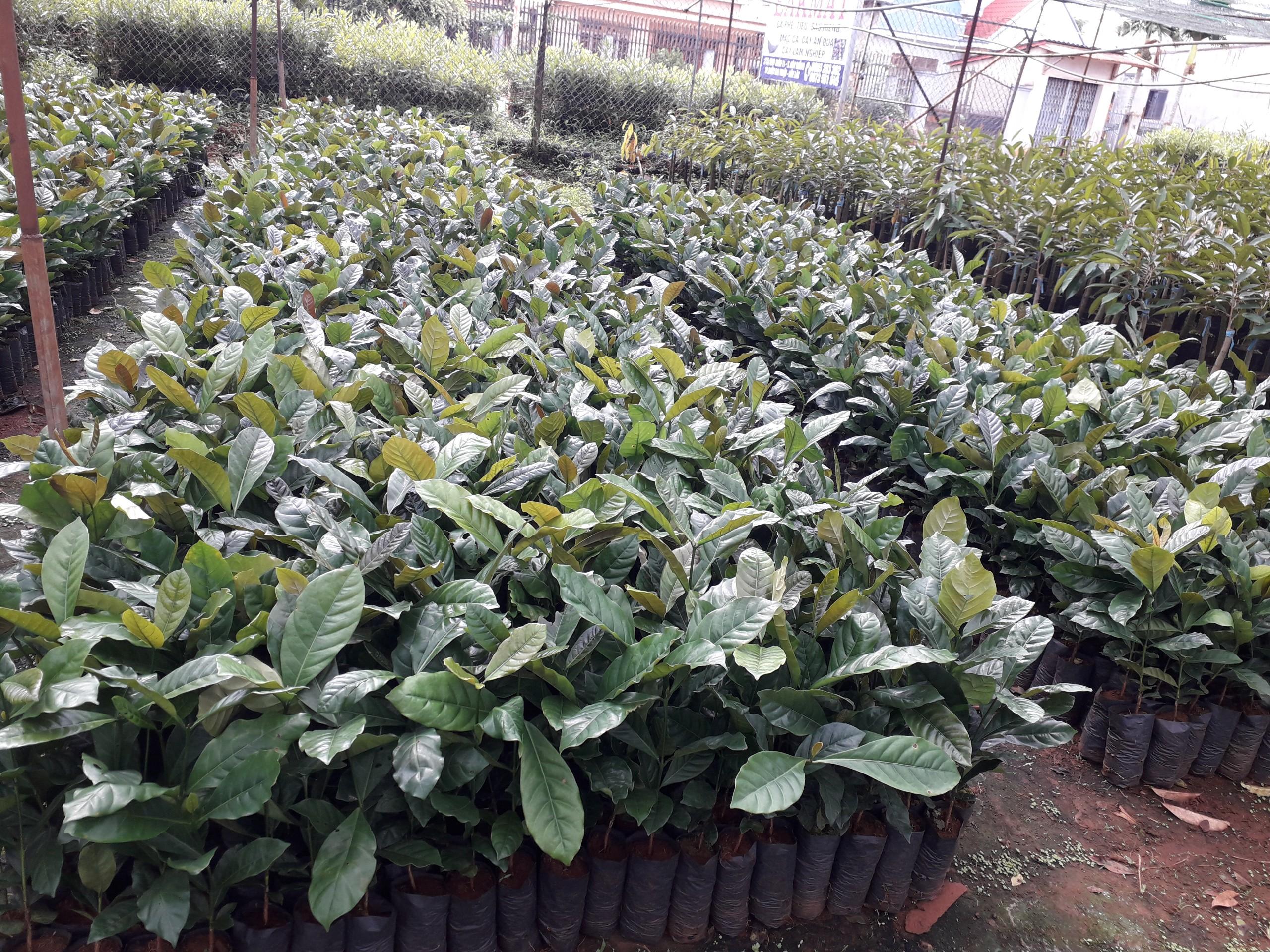 Cây giống Cà Phê Xanh Lùn ..