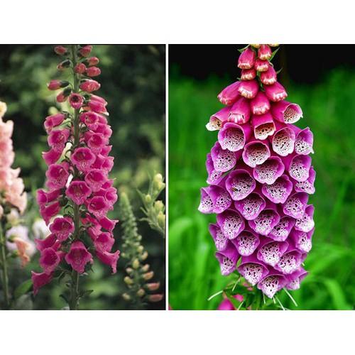 Bộ 3 gói Hạt giống Hoa Mao Địa Hoàng nhiều màu - Tặng gói phân bón