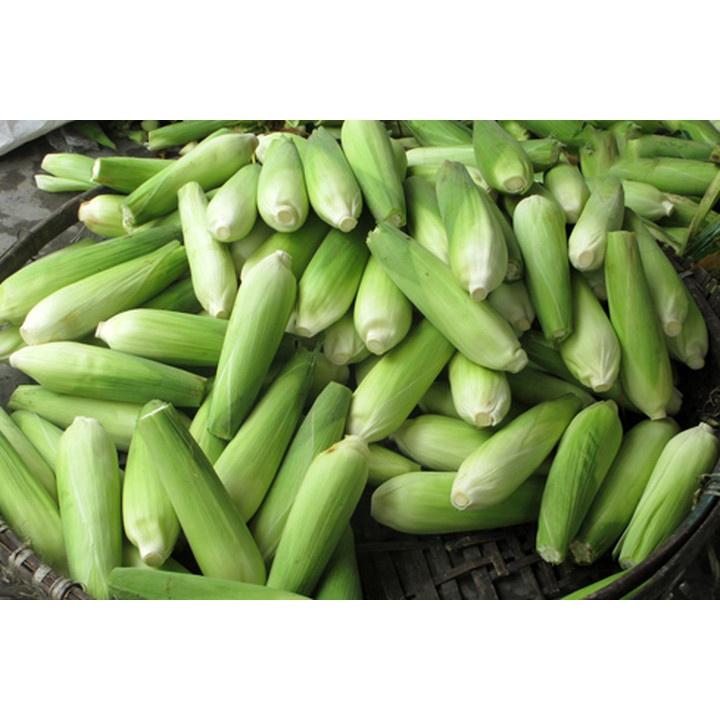 Hạt giống ngô nếp, bắp nếp F1 cao sản - gói 500g - ngô dẻo, thơm, bắp to, đều hạt