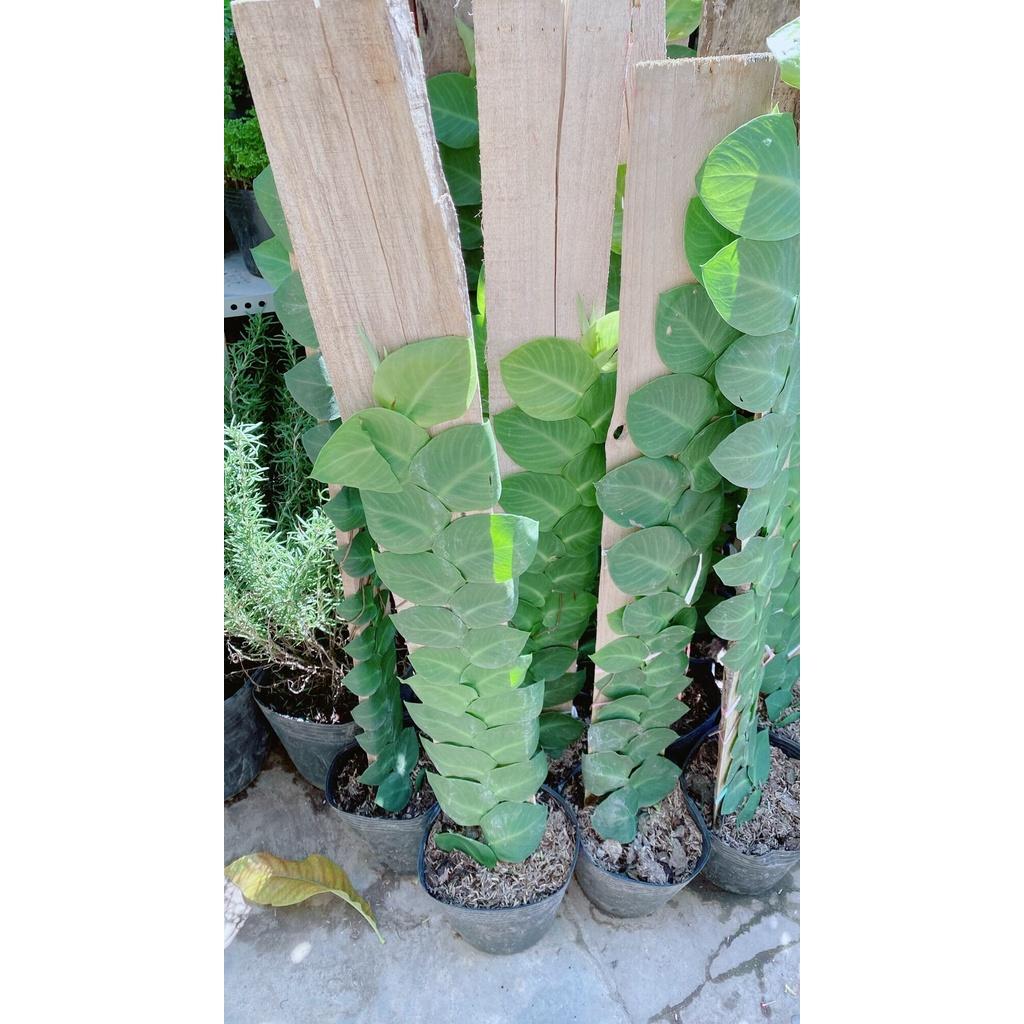 Cây Thằn Lằn(tắc kè) cao 70cm