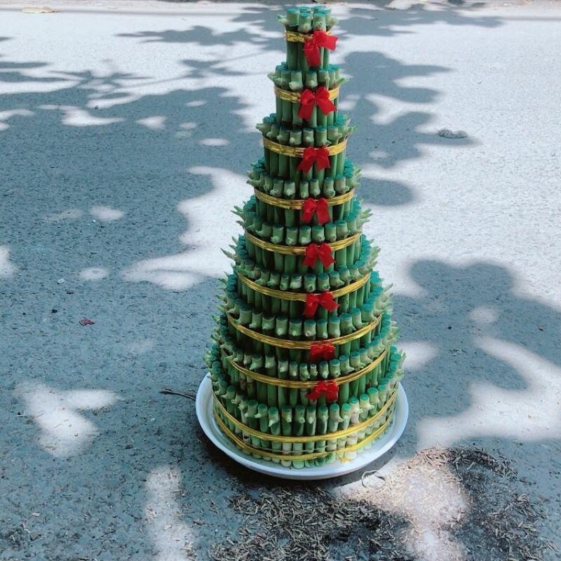 Trúc Phát Tài 9 Thân Kèm Dĩa