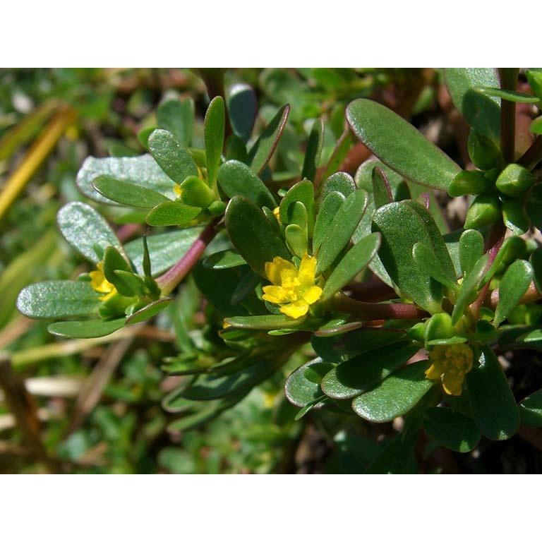 Rau sam - bầu cây giống