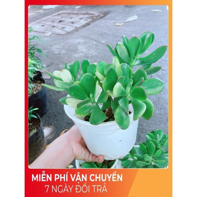 Chậu Ngọc Bích