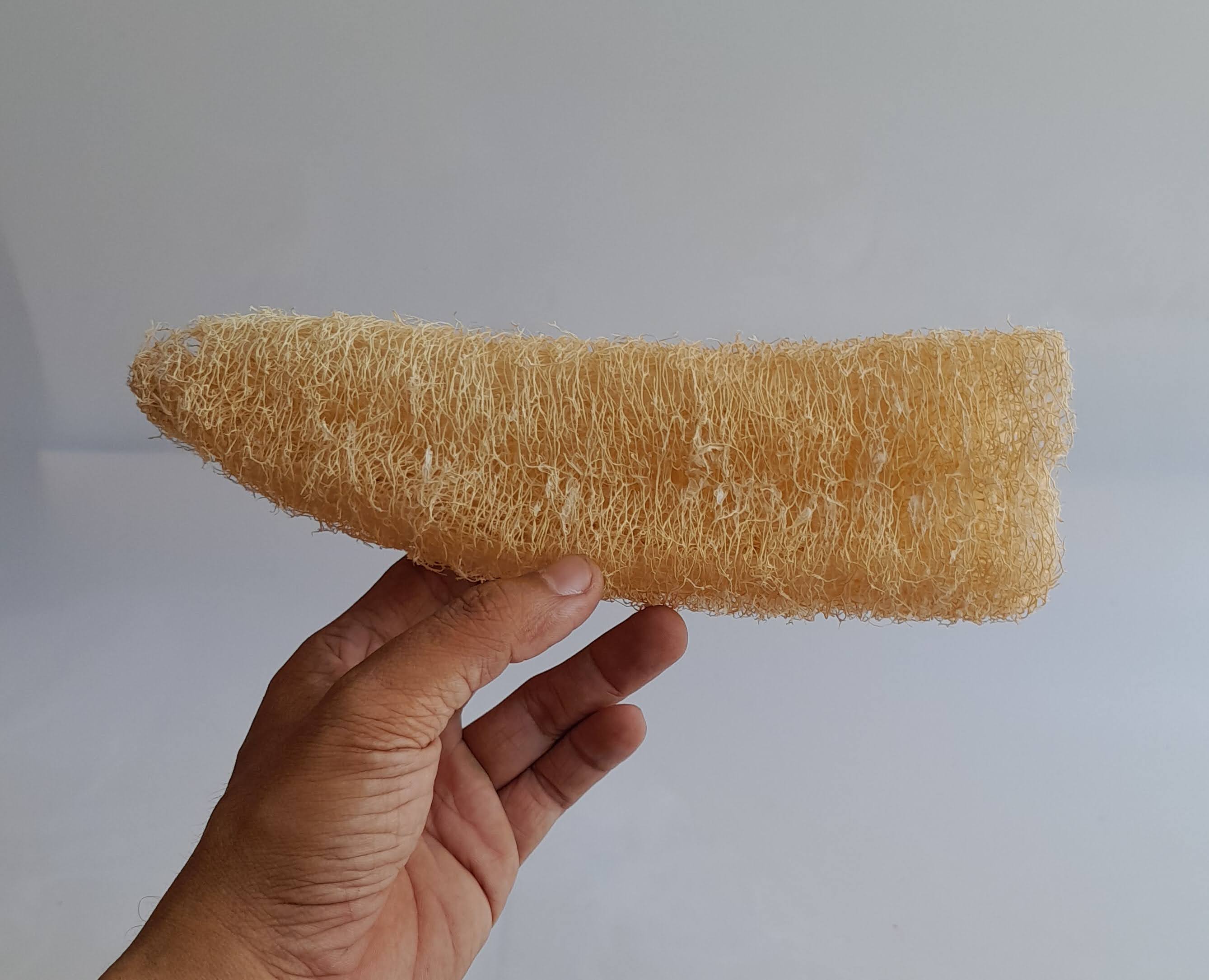 xơ mướp nguyên trái dài 50 cm