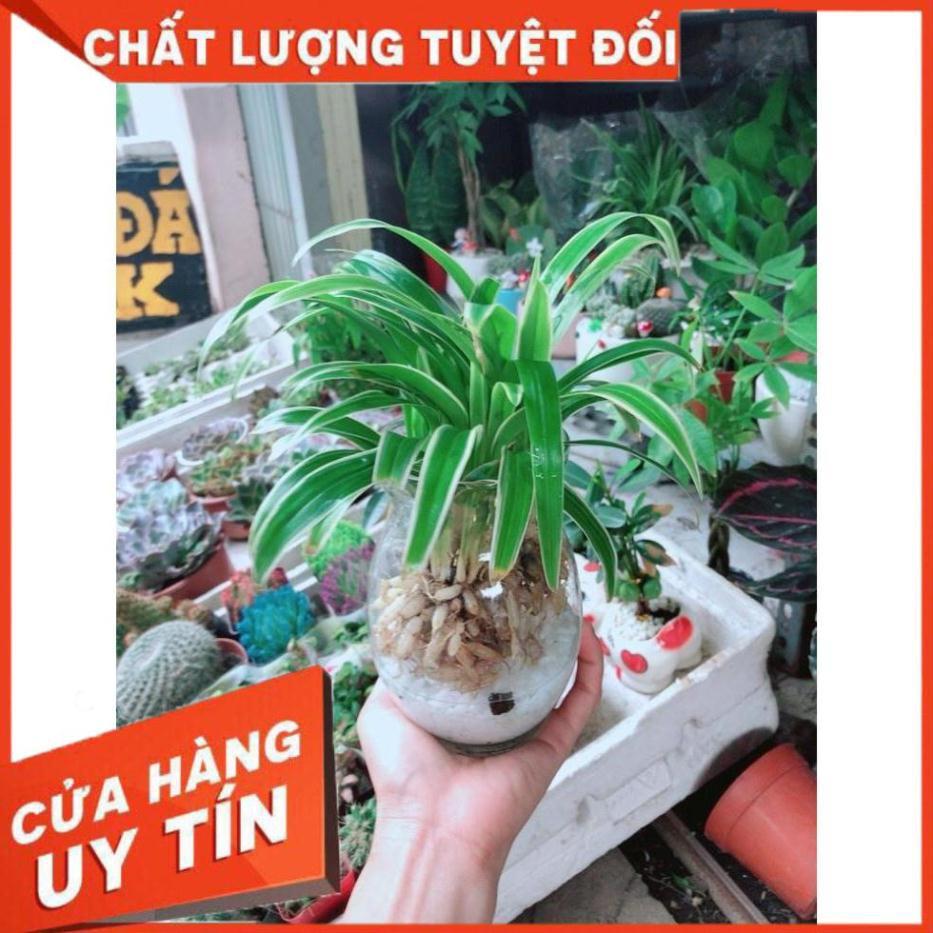 Chậu Lan Chi Thủy Sinh Nhiều Người Mua