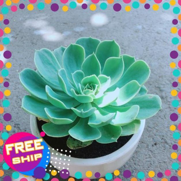 Chậu Sen Đá Xanh Đất Size Đại