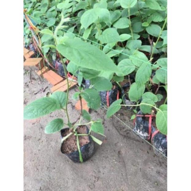 Sản phẩm CÂY GIỐNG KIWI