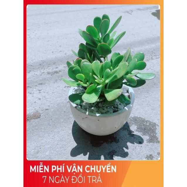 Chậu Ngọc Bích