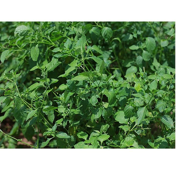 Bầu CÂY RAU TẦM BÓP giống