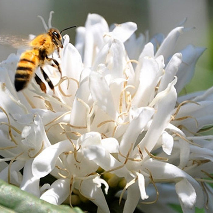 Mật Ong Nguyên Chất Hoa Cà Phê Vanbina 100ml - Mật ong Sạch theo tiêu chuẩn Xuất Khẩu Châu Âu
