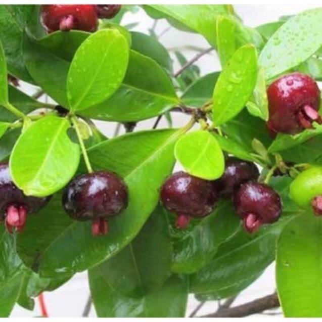 Cây cherry brazil chịu nhiệt size trung cao 50-60 cm (Ảnh thật) -Không giao dc 19 tỉnh Miền Nam