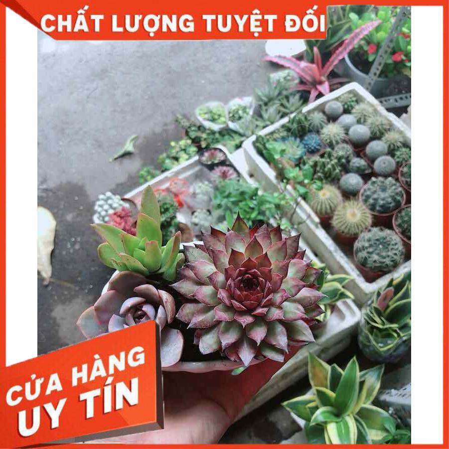 Chậu Sen Đá Mix Nhiều Người Mua