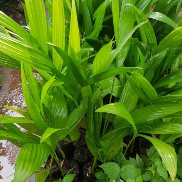 Cau tứ quý cho quả sau 1 năm tặng 2 cây chè xanh