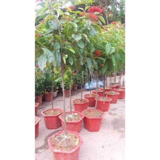 Mẫu đơn mỹ bông to thoát thân cây đẹp