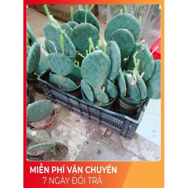 Xương Rồng Size Đại