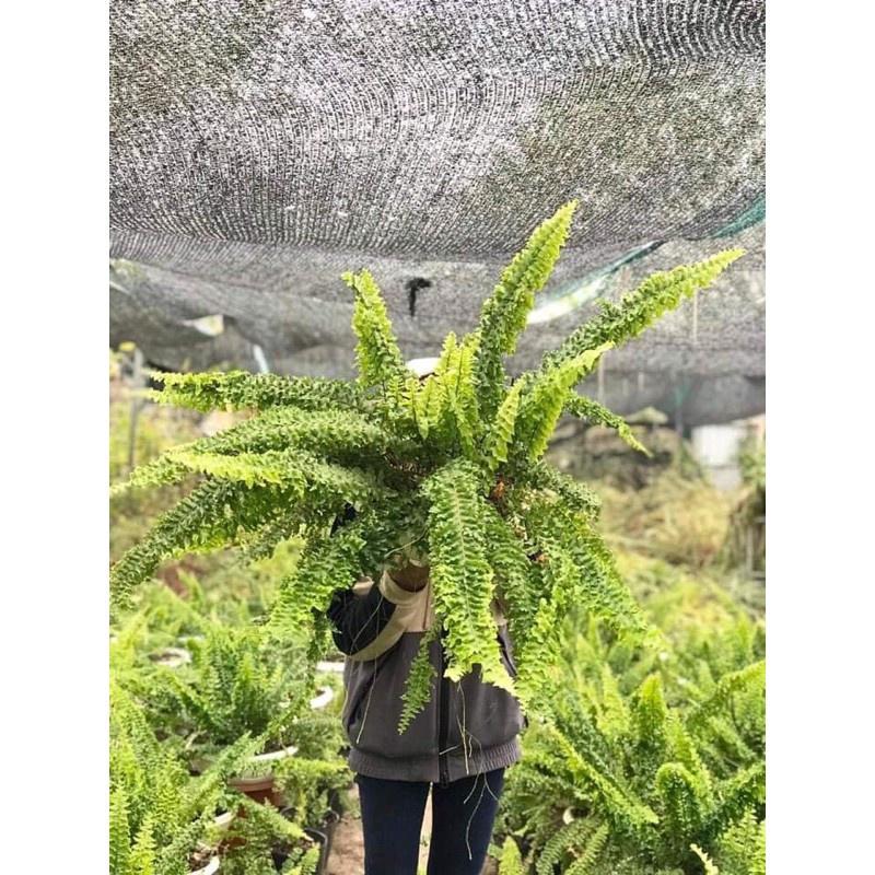 Dương xỉ lá nhuyễn, dương xỉ bông