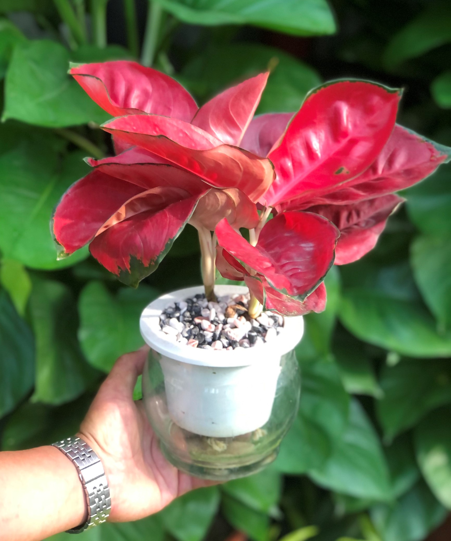 Chậu thủy tinh cây Hồng Phát Lộc thủy canh trang trí nhà cửa