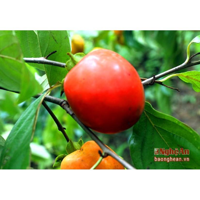 Cây giống hồng đỏ cây giống chuẩn F1 cho năng suất cao