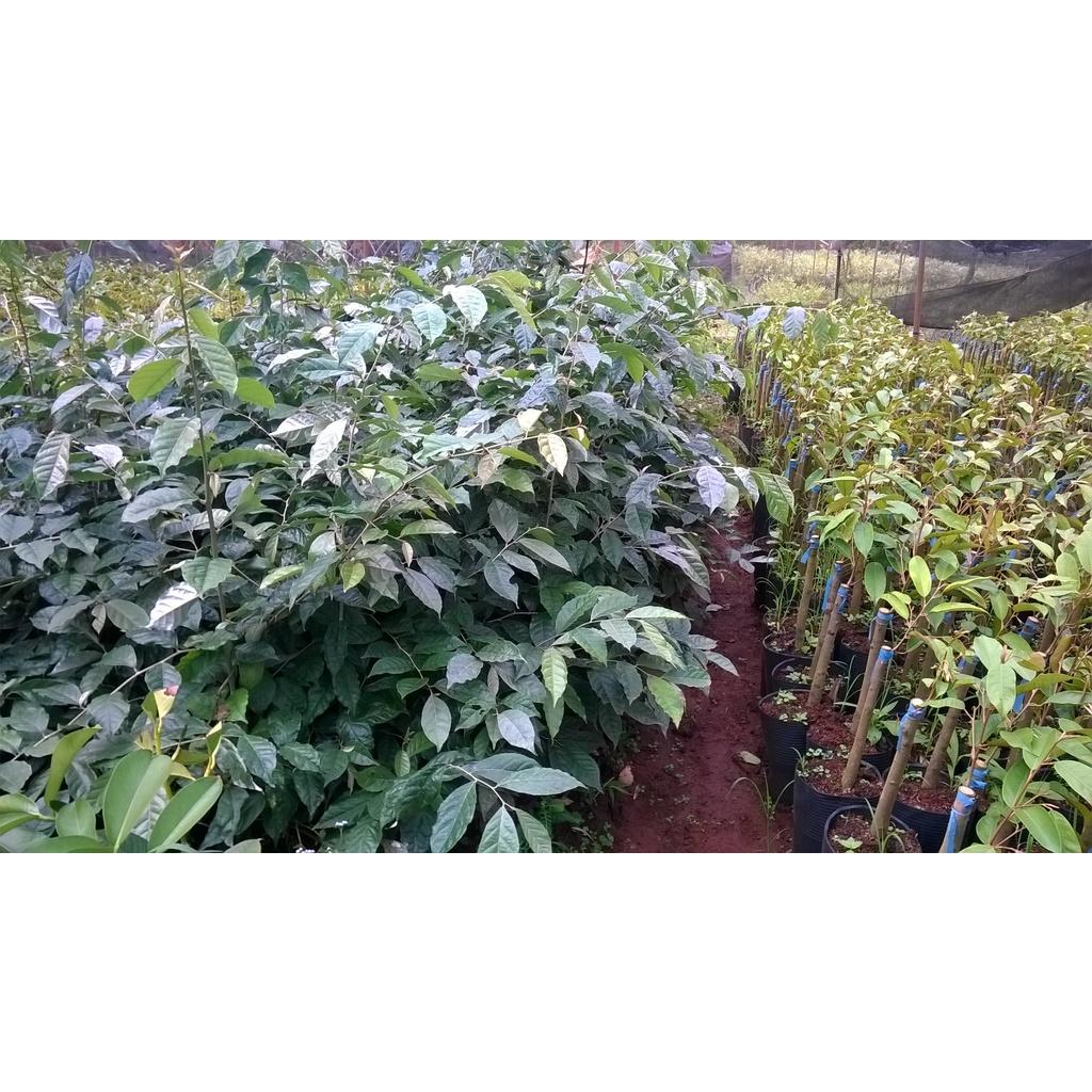 CÂY GIỐNG NHÓT NGỌT BẦU TO CÂY ĐẸP LÁ XUM XUÊ NHƯ HÌNH.