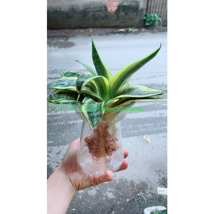 Chậu Lưỡi Hổ Thái Thuỷ Sinh