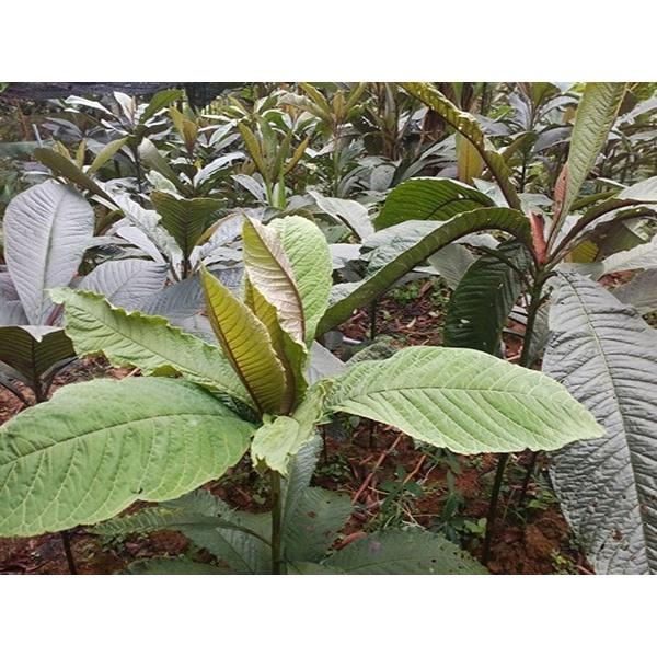 Cây giống cây khôi nhung