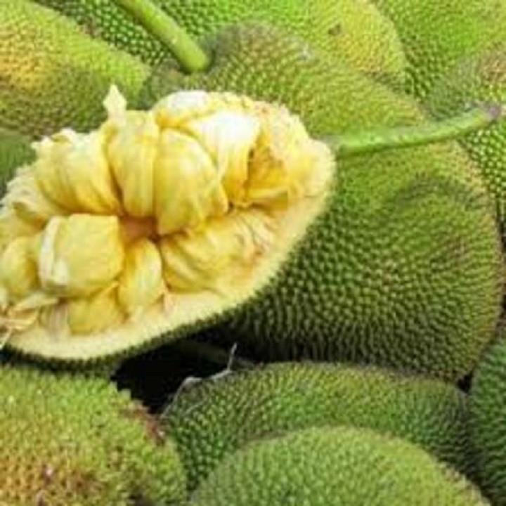 CÂY GIỐNG MÍT TỐ NỮ