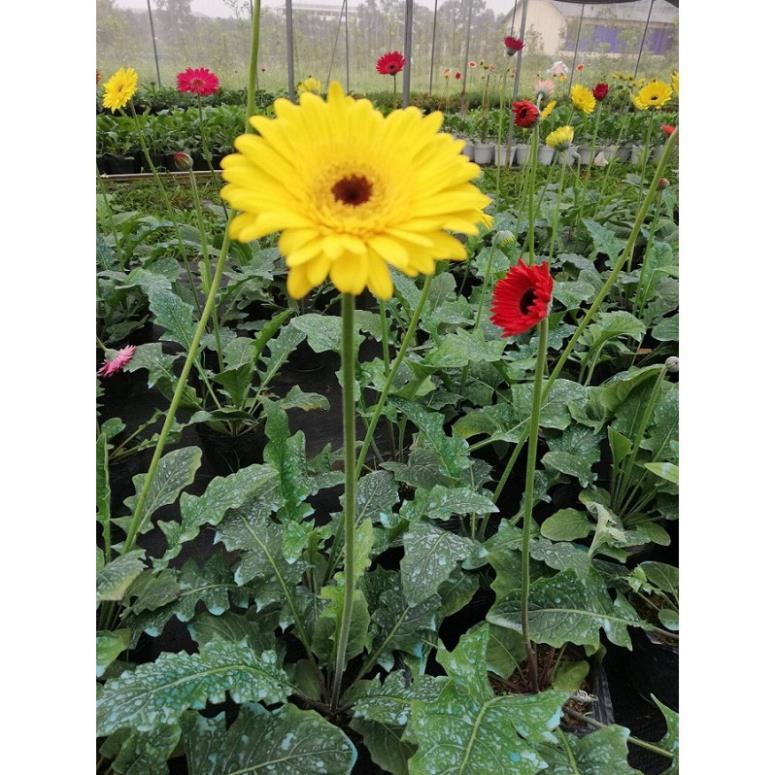 COMBO 2 CHẬU HOA ĐỒNG TIỀN HÀ LAN DÒNG CAO CÁNH KÉP, MÀU SIÊU ĐẸP